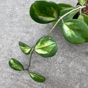 Hoya obovata f. variegata