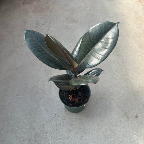 Ficus elastica 'Burgundy'