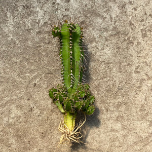 Ouvrir l&#39;image dans le diaporama, Euphorbia fruticosa
