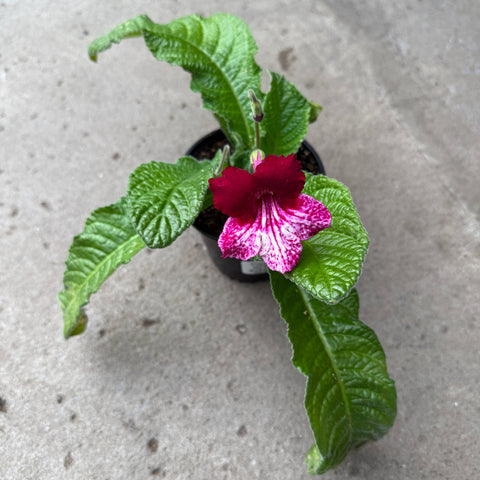 Streptocarpus 'Ladyslippers Red Bicolor'