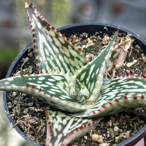 queen aloe vera plant Aloe 'Queen Marowa' – Serres Lavoie
