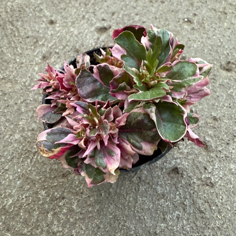 Alternanthera 'Ruby Flake'