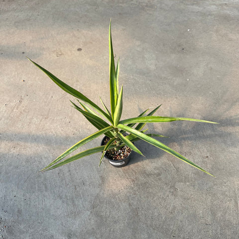 Sansevieria bagamoyensis f. variegata