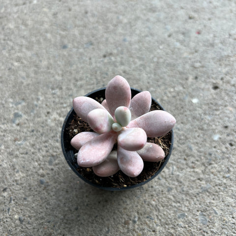 Graptopetalum amethystinum 