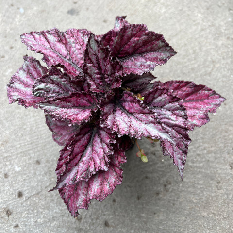 Begonia Rex 'Reunion