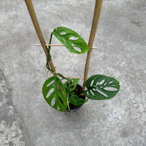 Monstera 'Esqueleto'