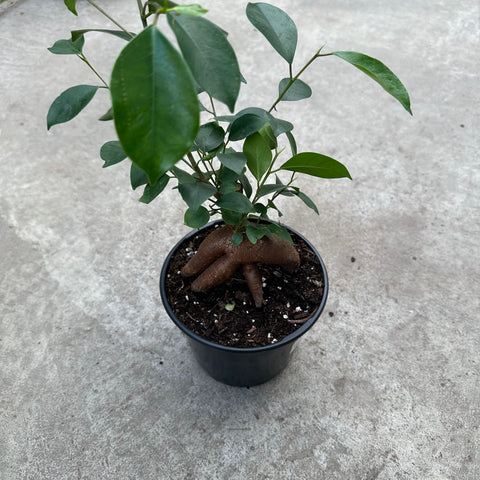 Ficus 'Ginseng'