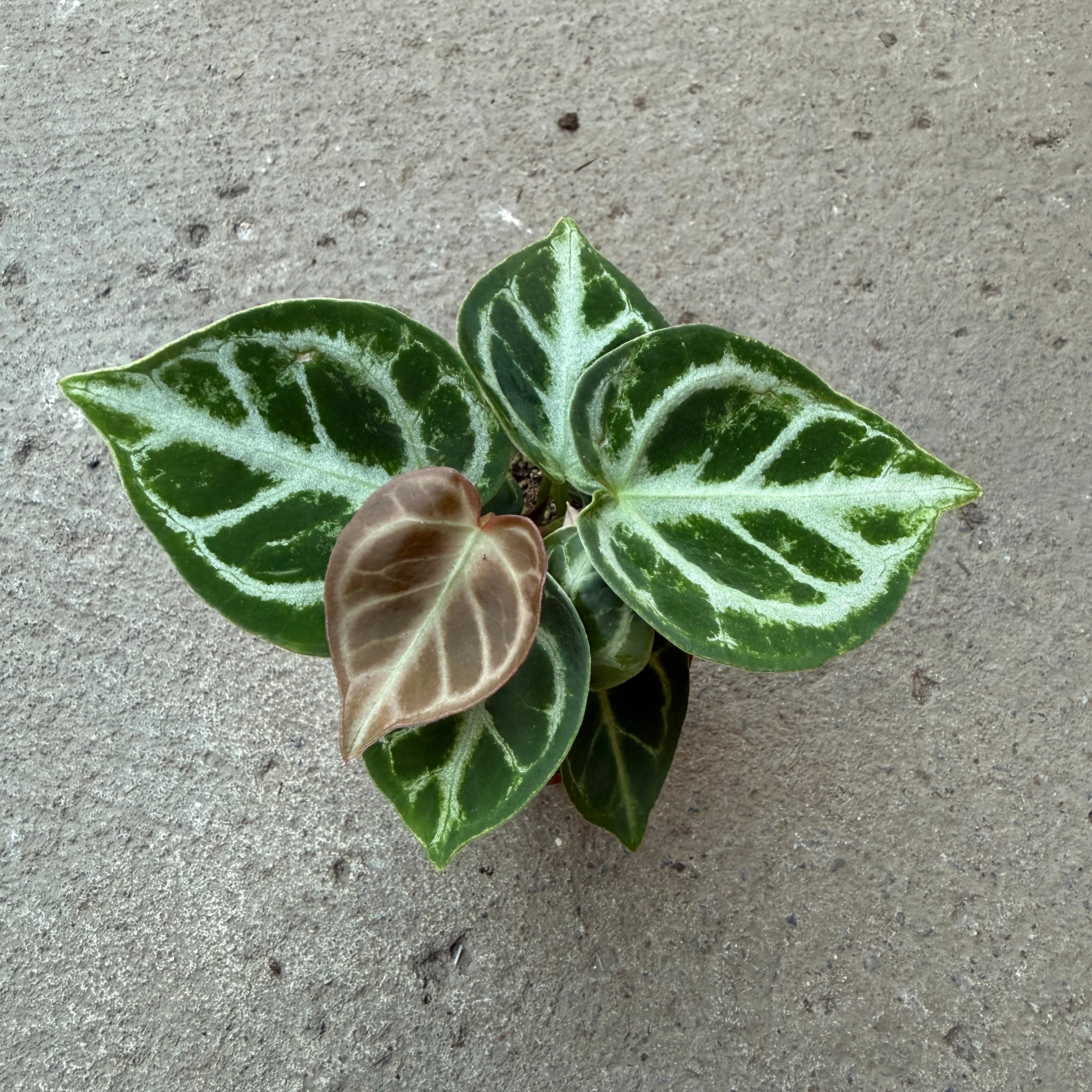 Anthurium andreanum 'Red' | Tropical | Plantarium – Serres Lavoie