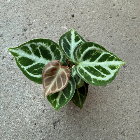 anthurium andreanum description Anthurium andreanum 'Red' | Tropical