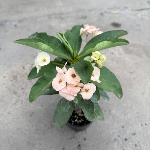 Euphorbia milii 'Athena'