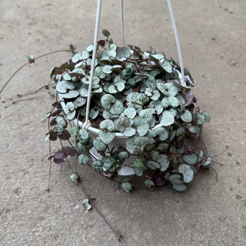 Ceropegia woodii 'Silver Glory'