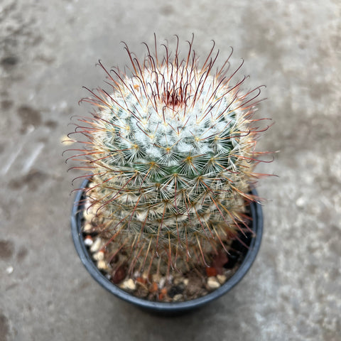 Mammillaria bombycina