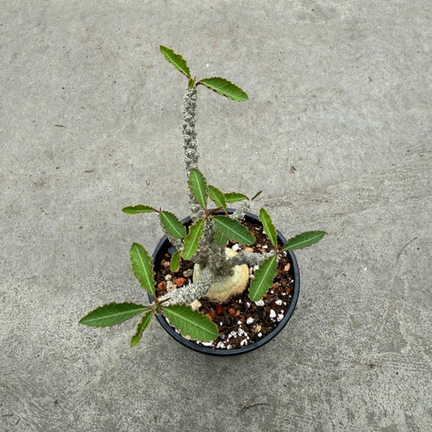 Euphorbia suzannae marnierae