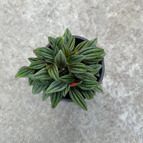 Peperomia caperata 'Rosso'