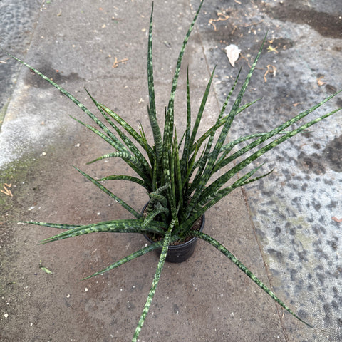 Sansevieria fernwood cv. Mikado