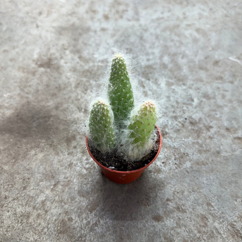 Opuntia "Snow"