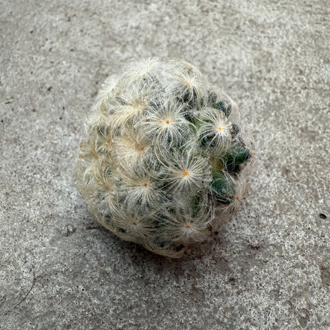 Mammillaria plumosa