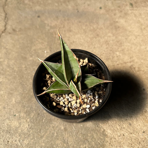 Sansevieria pinguicula 