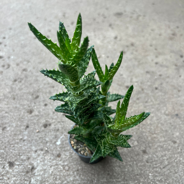 tooth succulent Aloe juvenna 'Tiger Tooth' | Succulents