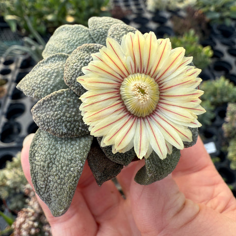 Aloinopsis rubrolineata