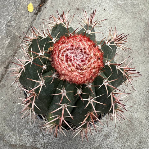 Melocactus matanzanus