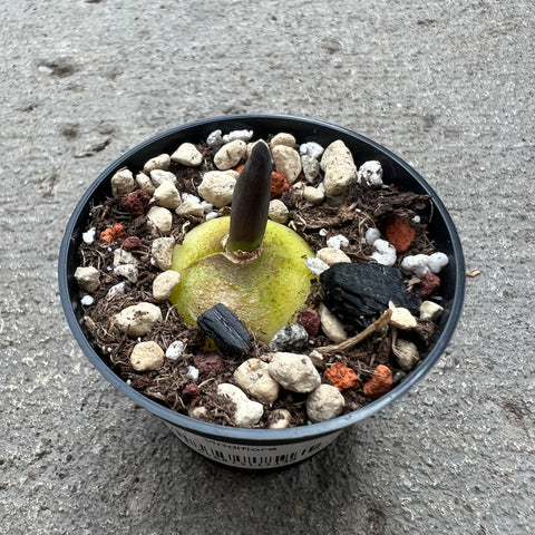 Lachenalia viridiflora