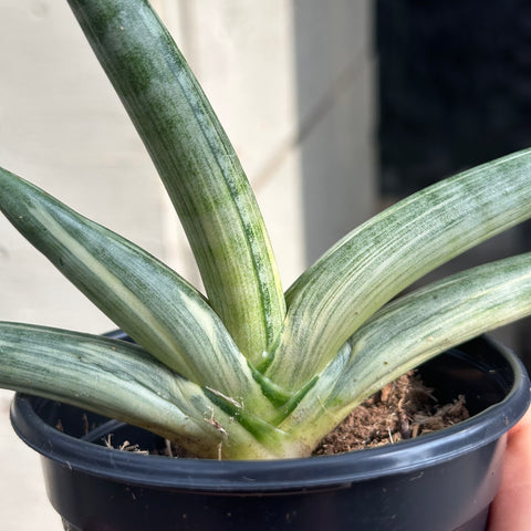 Sansevieria boncel f. variegata