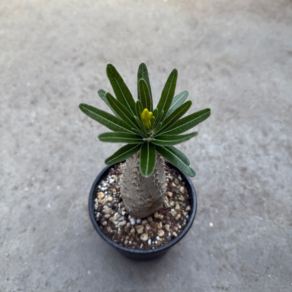 バリエム鉢　Pachypodium rosulatum gracilius FullSizeRender_a0a30443-4baa-