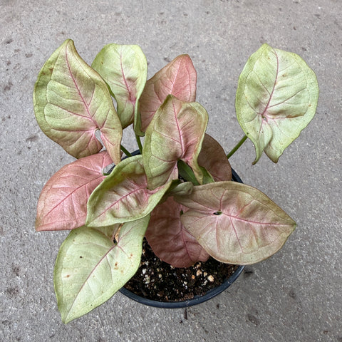 Syngonium 'Pink Lava'