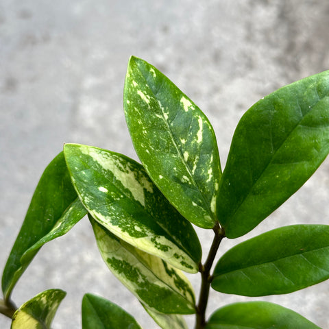 Zamioculcas zamiifolia f. variegata