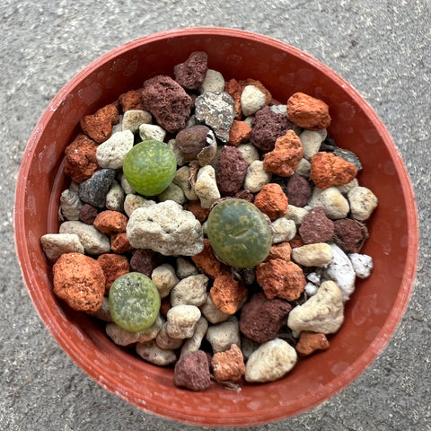 Conophytum 'Kennedy Cut' 