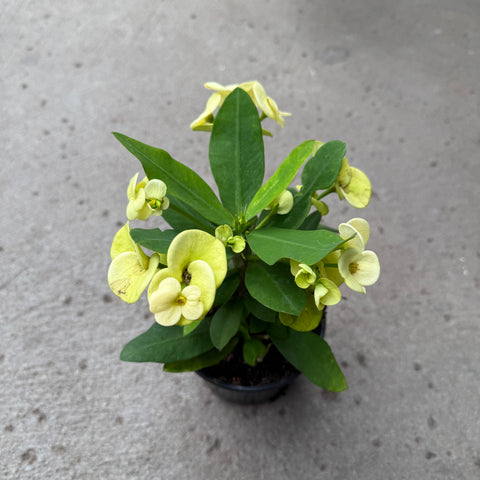 Euphorbia milii 'Canary'