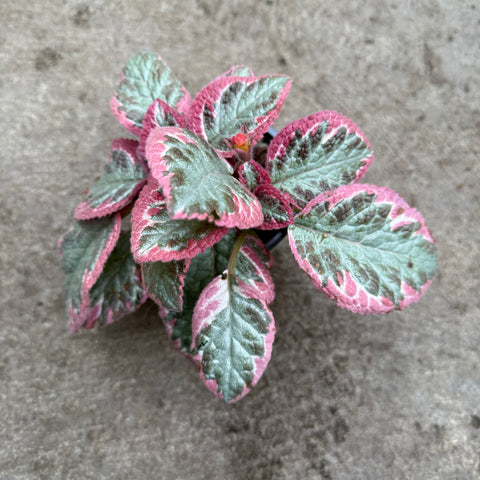 Episcia 'Pink Brocade'