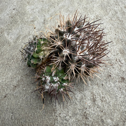 Copiapoa Humilis