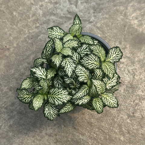 Fittonia 'White Tiger'