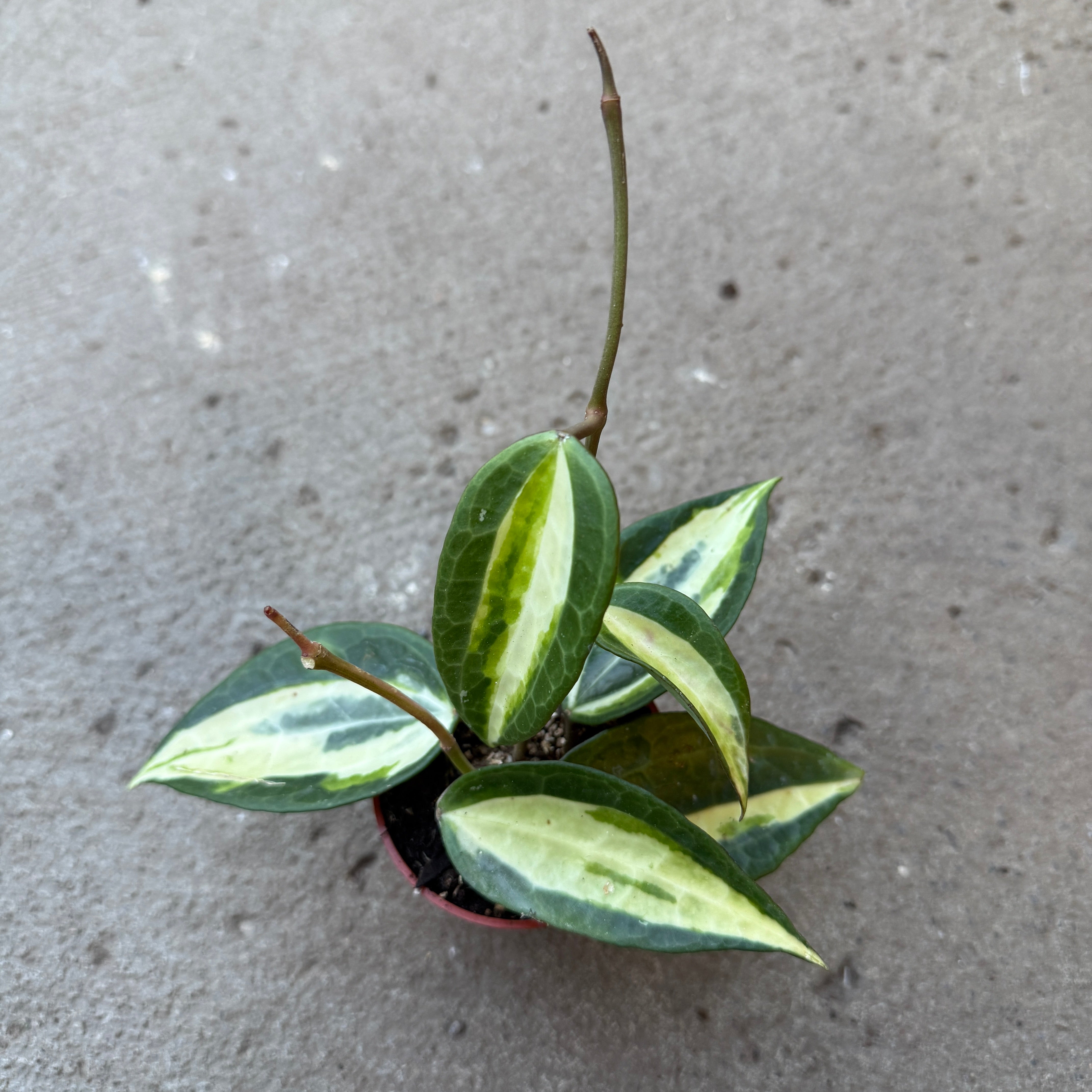 (S)ホヤ ポットオブゴールド Hoya latifolia 'Pot of Gold' – Serres Lavoie
