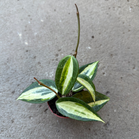 Hoya latifolia 'Pot of Gold' 