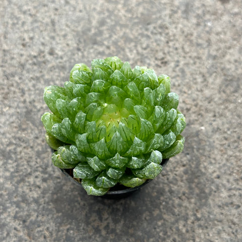 Haworthia cooperi Picturata 'LED mutant'