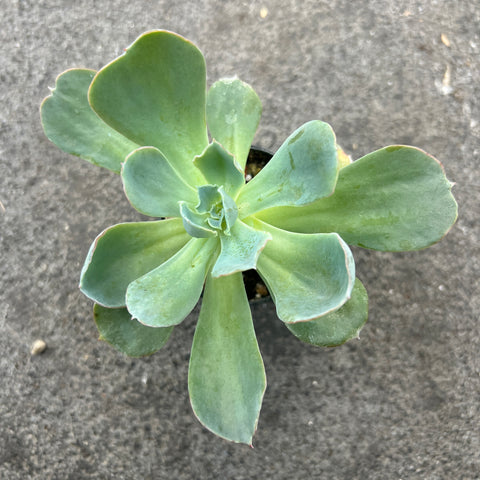 Echeveria barkeley light