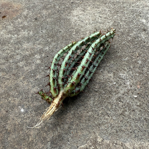 Euphorbia aeruginosa 