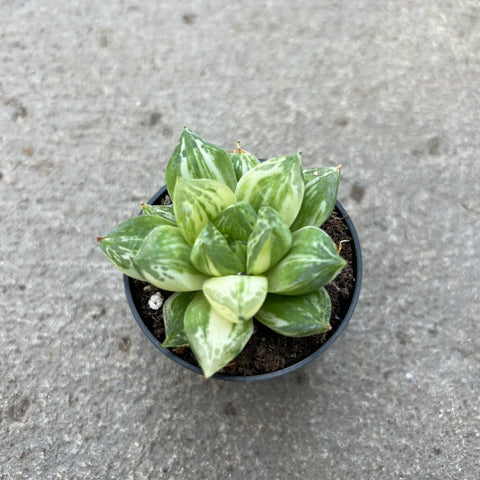 Haworthia cuspidata variegata