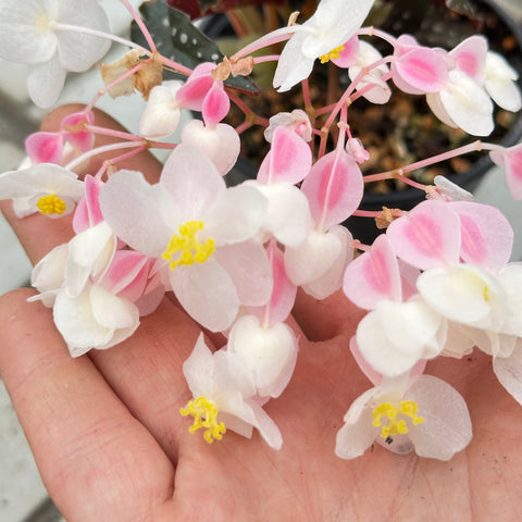 Begonia maculata 'Black Forest' 