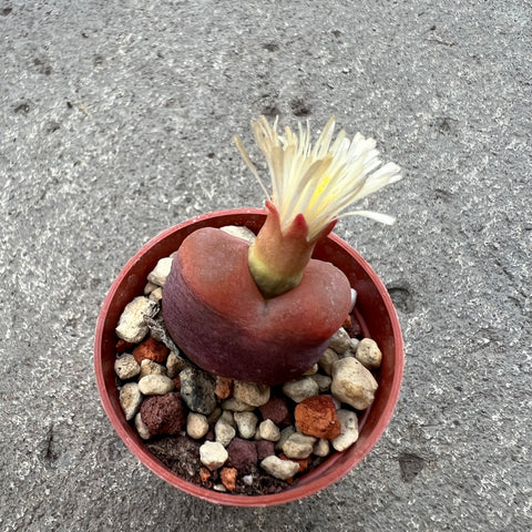 Conophytum maughanni 