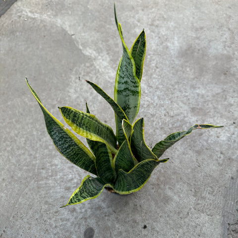 Sansevieria Laurentii