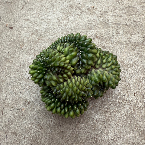 Gymnocalycium mihanovichii inermis cristata