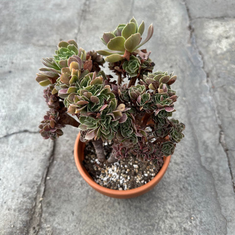 Aeonium cv. Halloween f. cristata