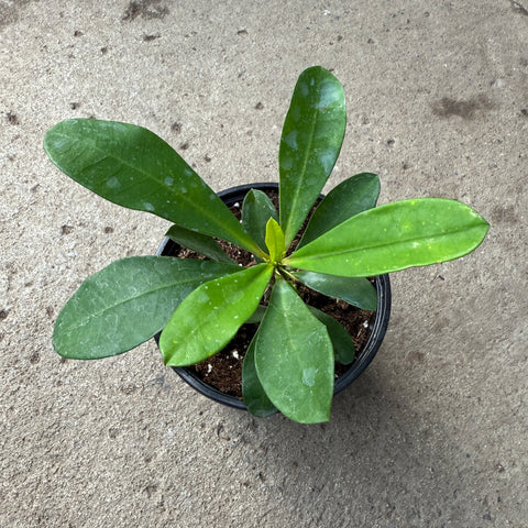 Euphorbia milii 'Dinni'