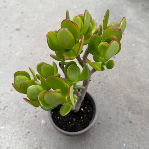 Crassula ovata