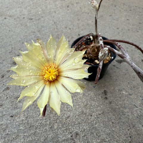 Astrophytum caput-medusae