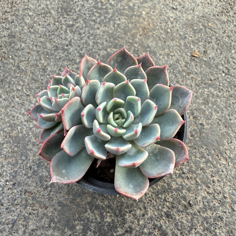 Echeveria 'Early Sunrise'